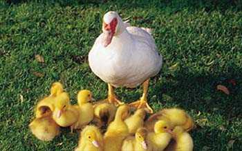 poemas y poes&iacute;as para el D&iacute;a de La Familia